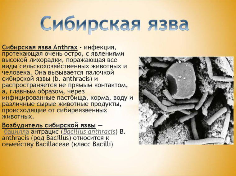 Сибирская язва рядом…. Сибирская язва рядом….